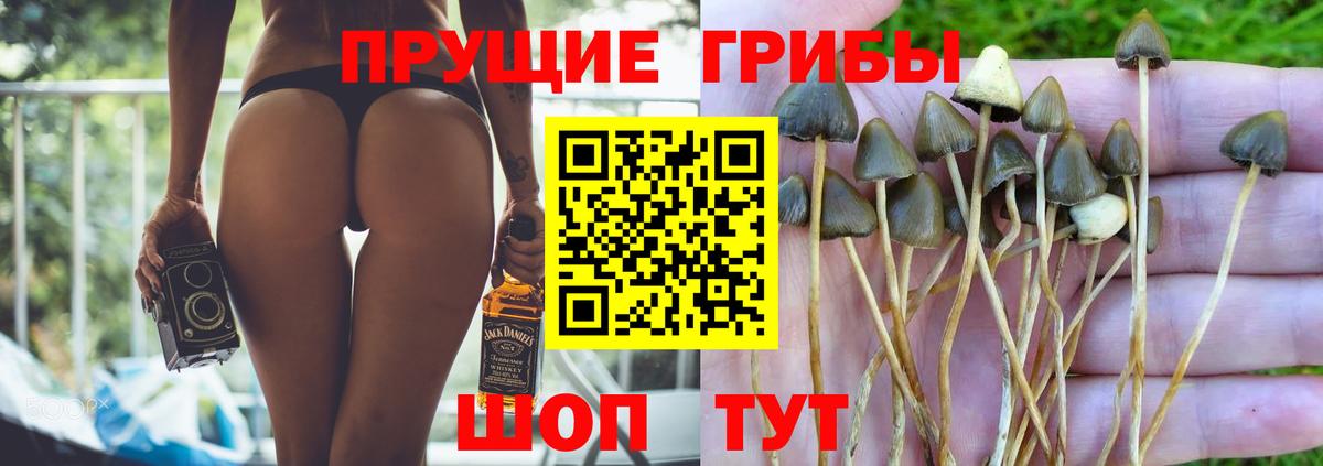 Сокол  Псилоцибиновые грибы ЛСД  Галлюциногенные грибы MAGIC MUSHROOMS  Вход с VPN 